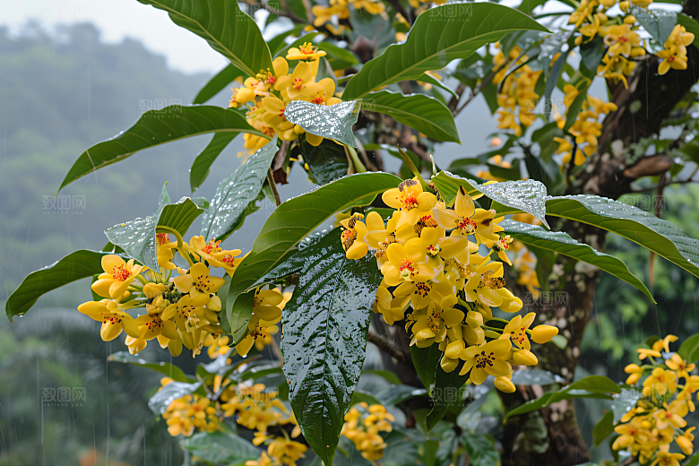 桂花花朵初秋摄影图