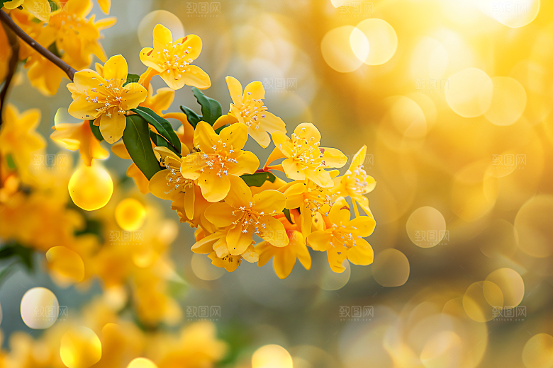 桂花四季桂金桂摄影图
