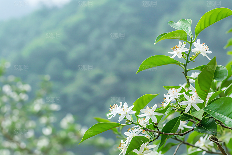 桂花树木芳香摄影图