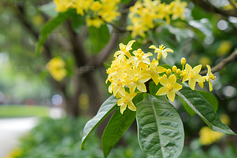 桂花花卉植物摄影图