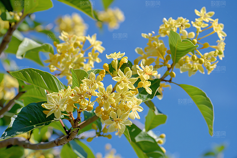 桂花花朵树木摄影图