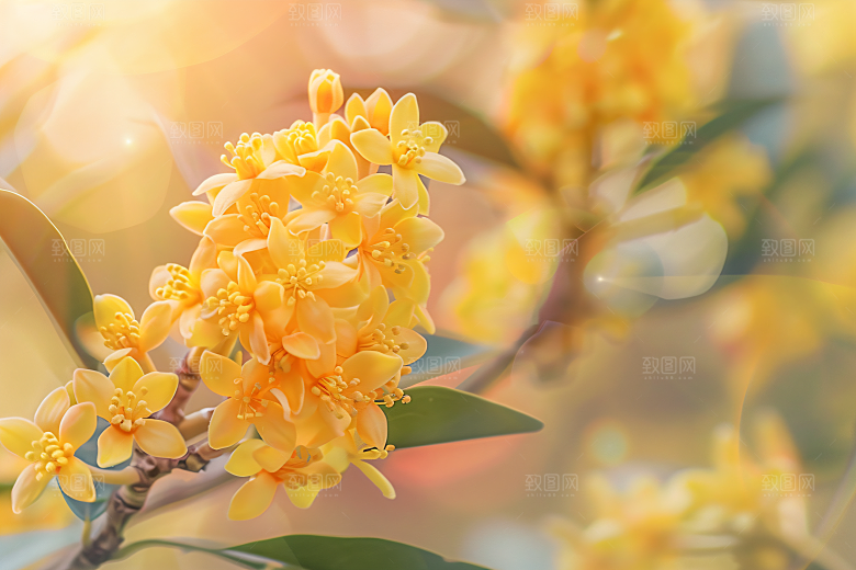 桂花初秋秋季摄影图