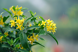 桂花高清植物摄影图