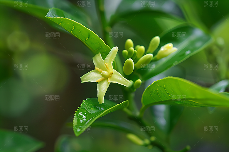 桂花花朵四季桂摄影图