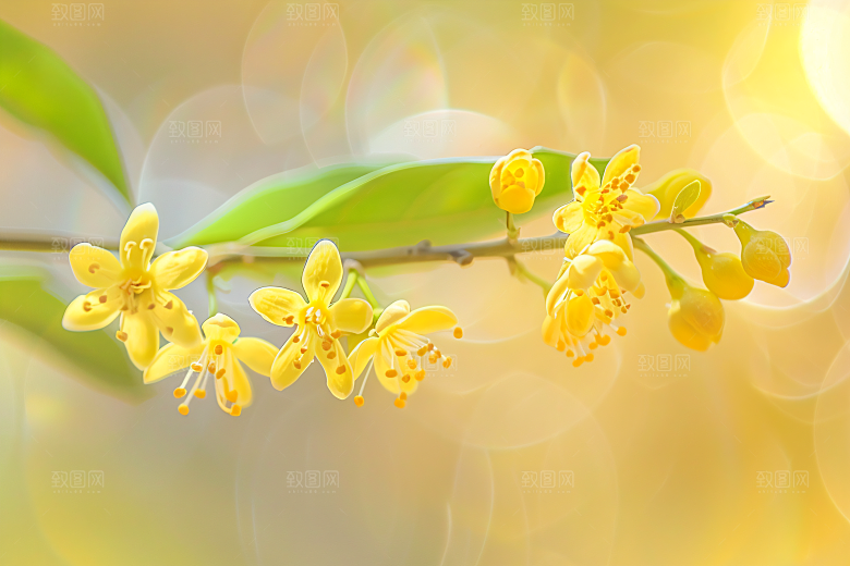 桂花唯美四季桂摄影图
