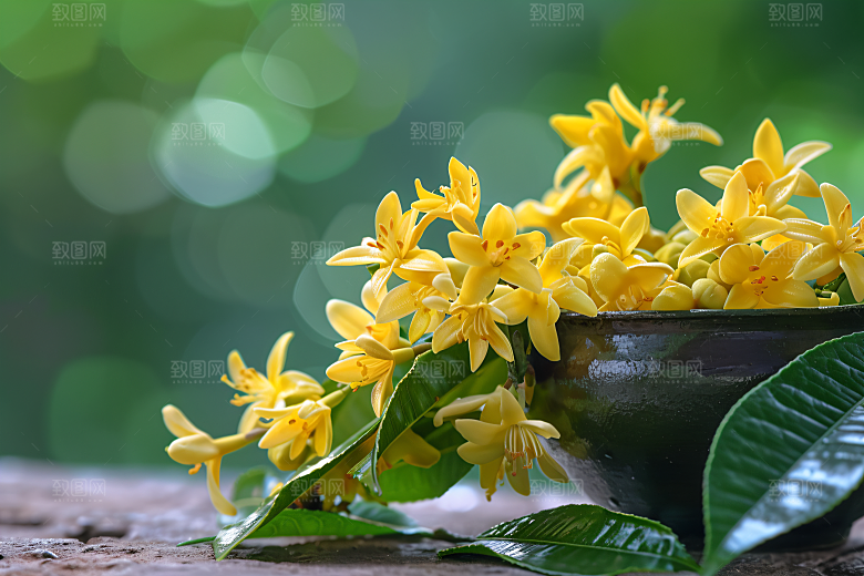 桂花清新花卉摄影图