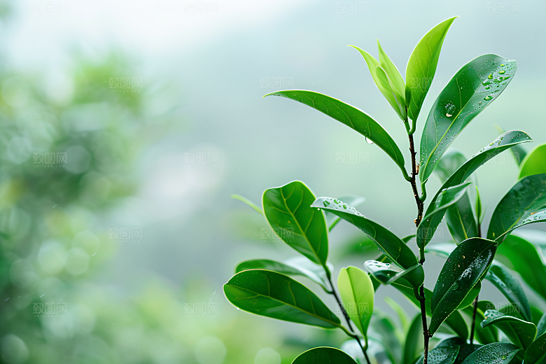 桂花自然初秋摄影图