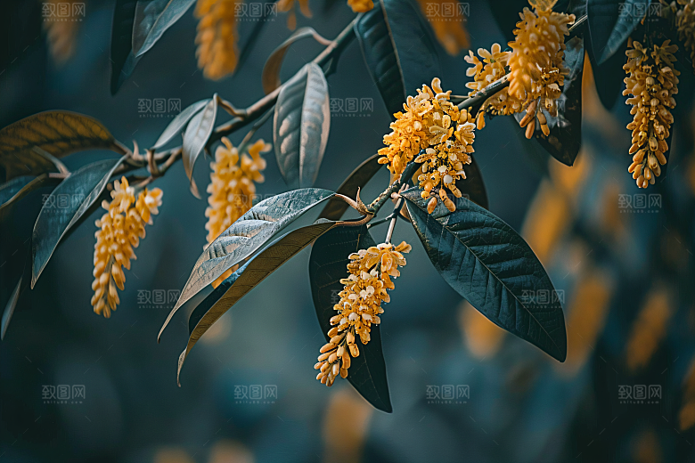 桂花芳香秋季摄影图