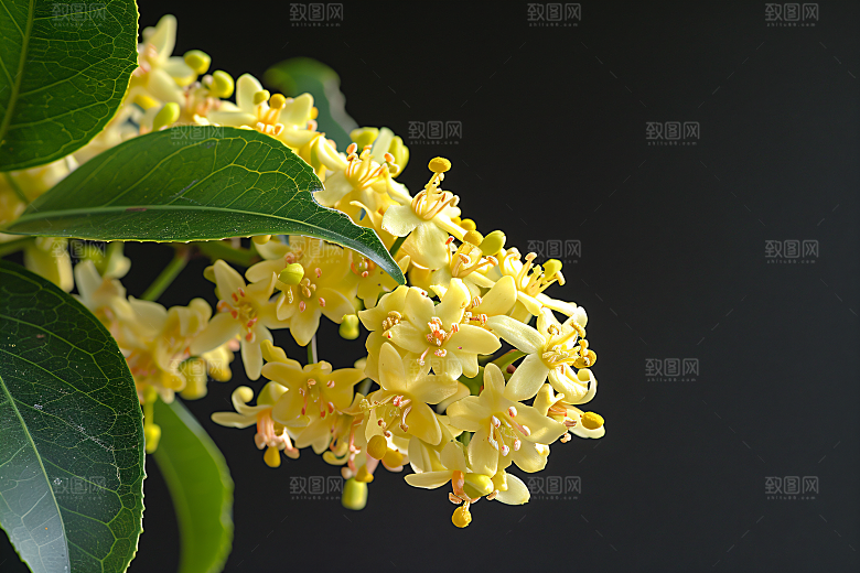 桂花植物金桂摄影图