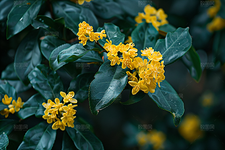 桂花芳香芬芳摄影图