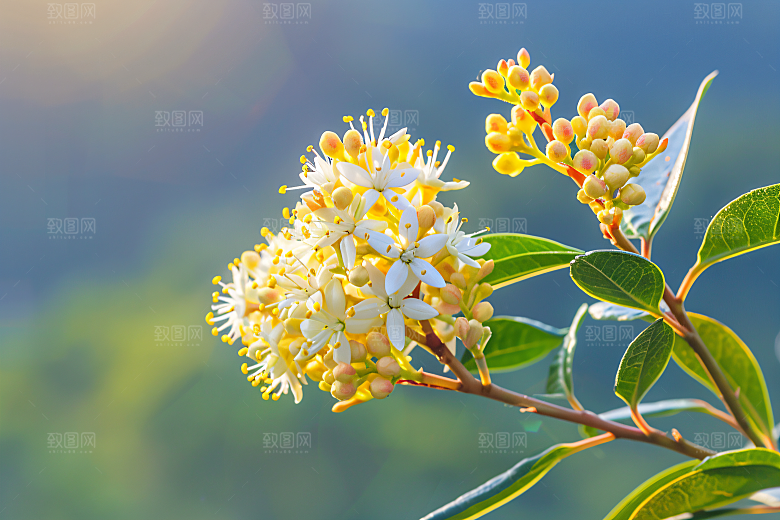 桂花金桂芬芳摄影图