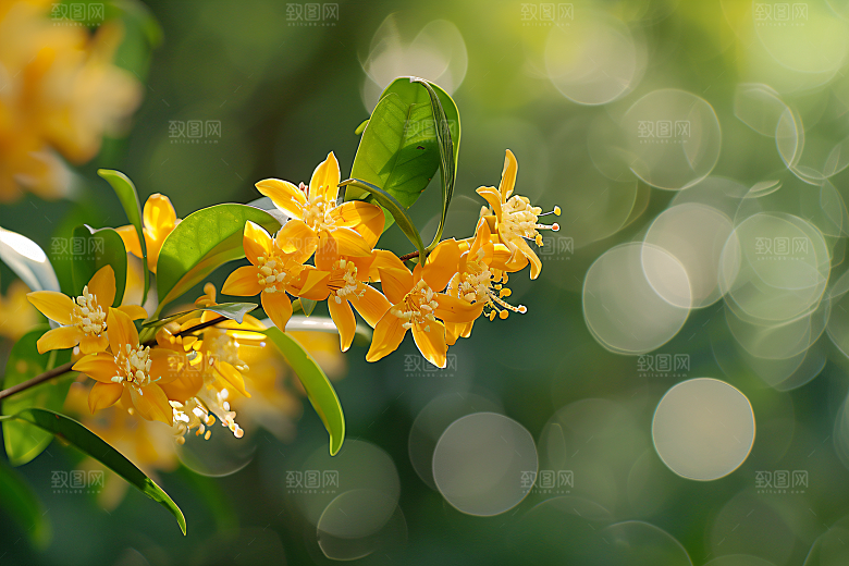 桂花清新唯美摄影图