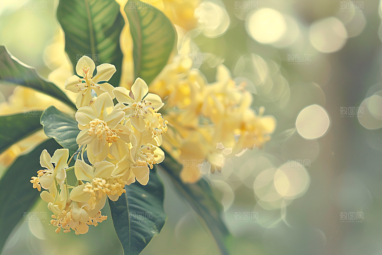 桂花金桂树木摄影图