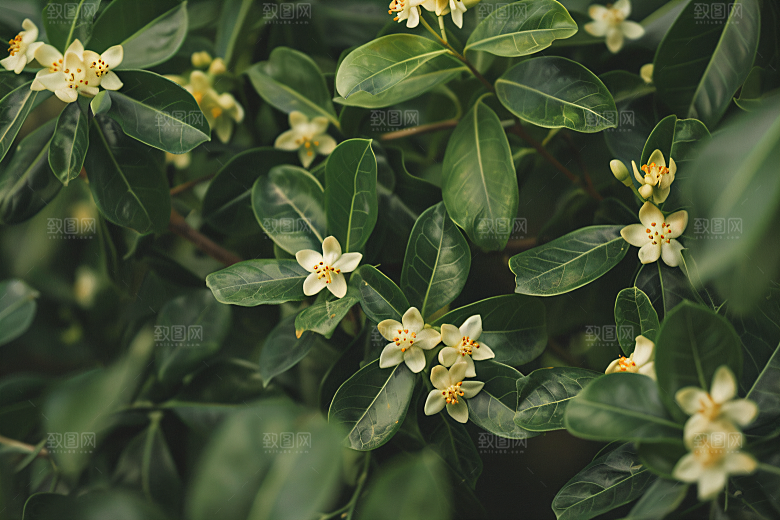 桂花花朵高清摄影图