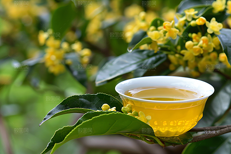 桂花自然芳香摄影图