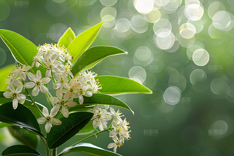 桂花花朵高清摄影图