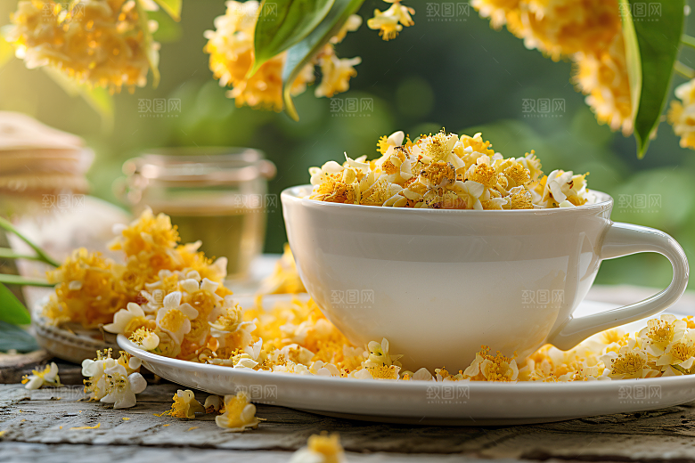 桂花金桂植物摄影图