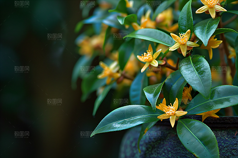 桂花四季桂初秋摄影图