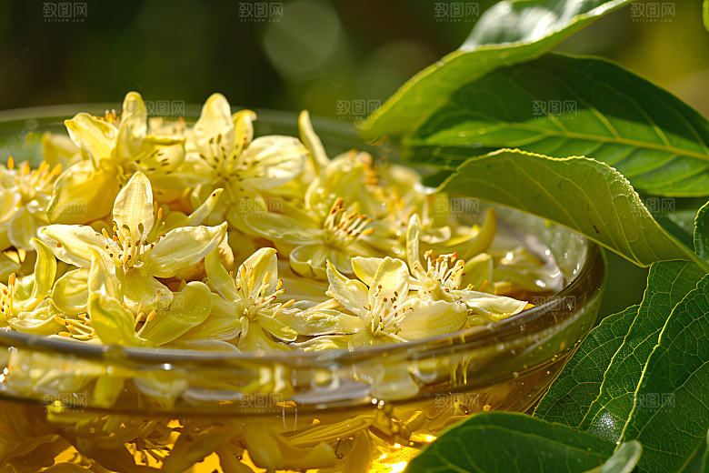 桂花金桂初秋摄影图