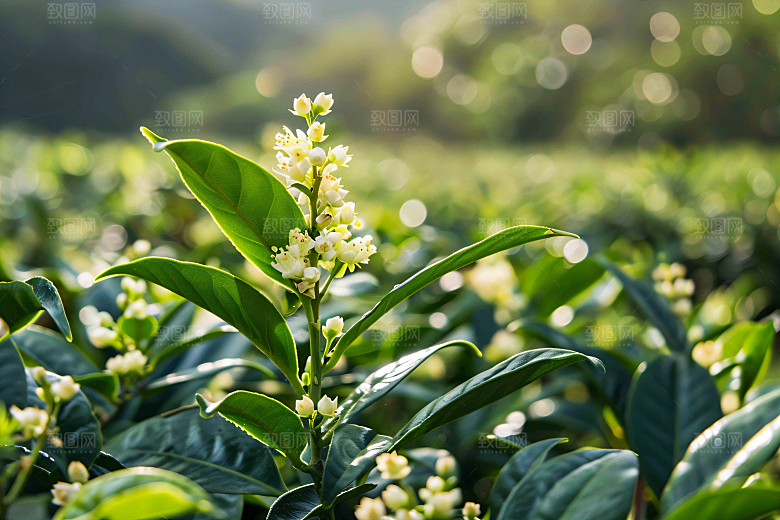桂花树木芬芳摄影图