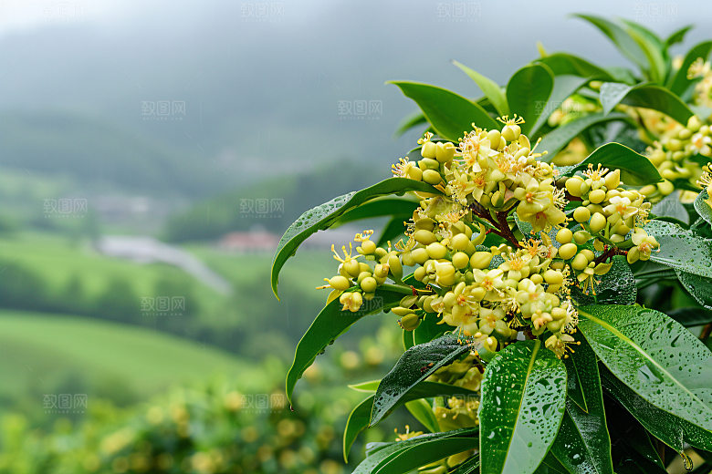桂花高清植物摄影图
