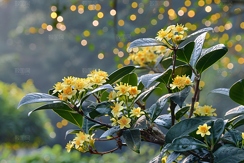 桂花芳香芬芳摄影图