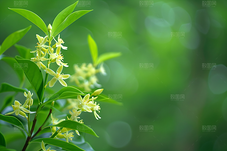 桂花自然花卉摄影图