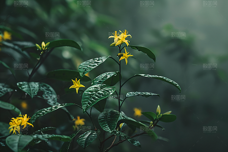桂花树木秋季摄影图