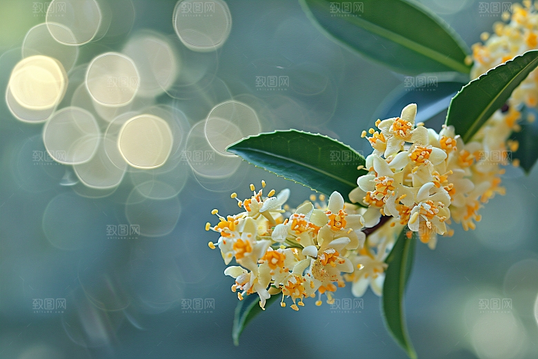 桂花唯美花朵摄影图