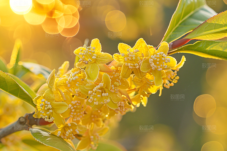 桂花花朵高清摄影图