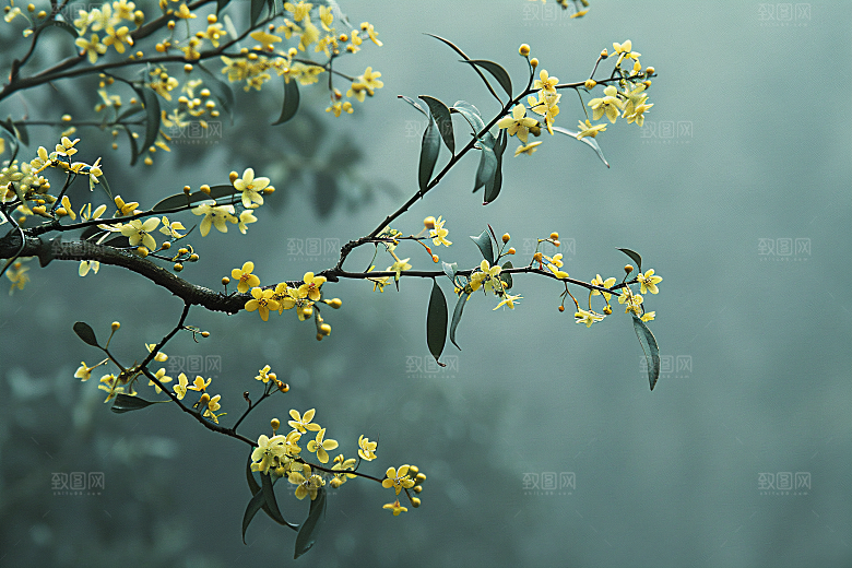 桂花金桂树木摄影图
