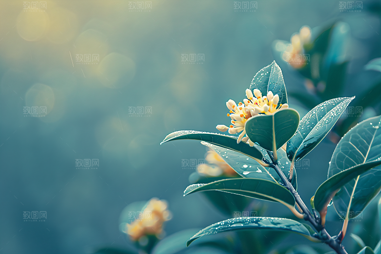 桂花初秋树木摄影图