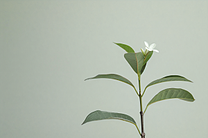 桂花植物清新摄影图
