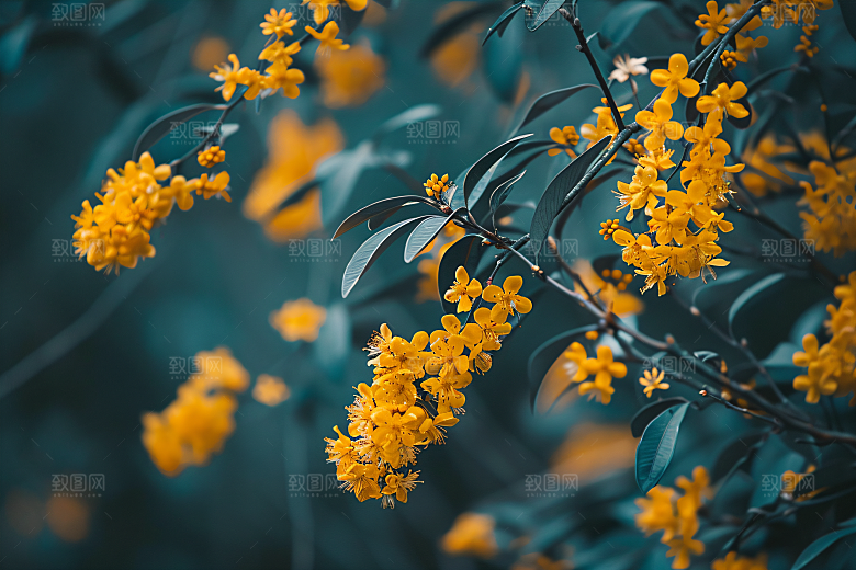 桂花树木花朵摄影图
