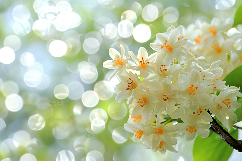 桂花唯美花朵摄影图