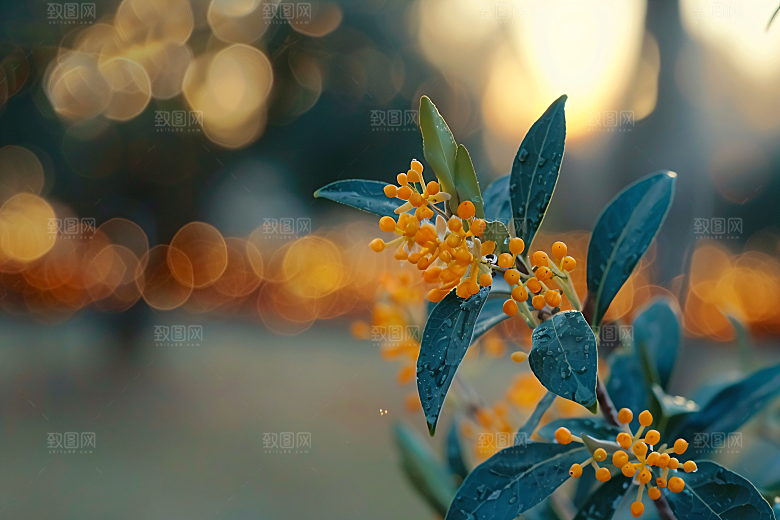 桂花芳香植物摄影图