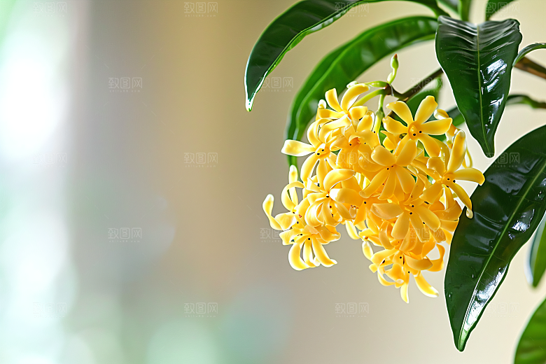 桂花金桂植物摄影图