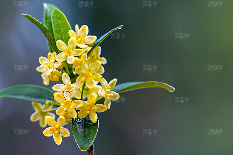 桂花高清秋季摄影图