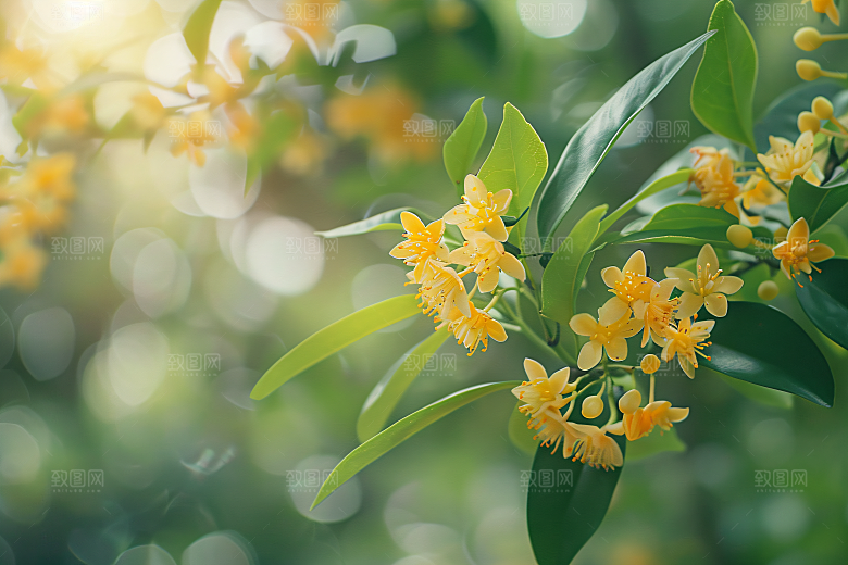 桂花植物自然摄影图