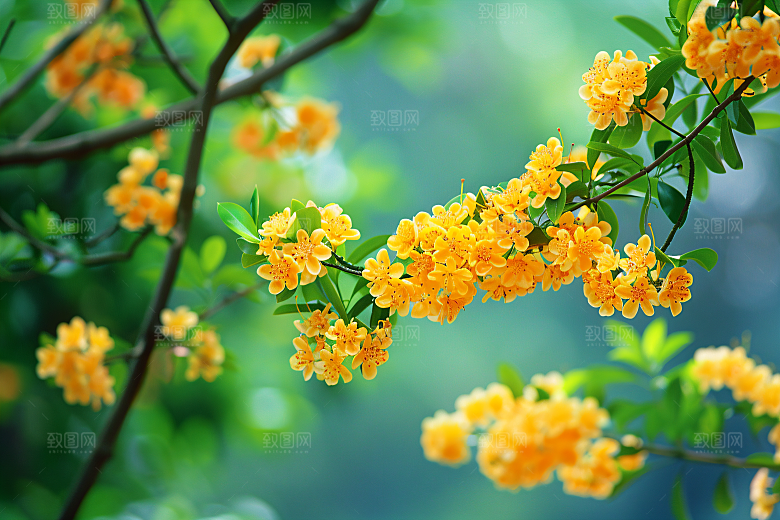 桂花初秋秋季摄影图
