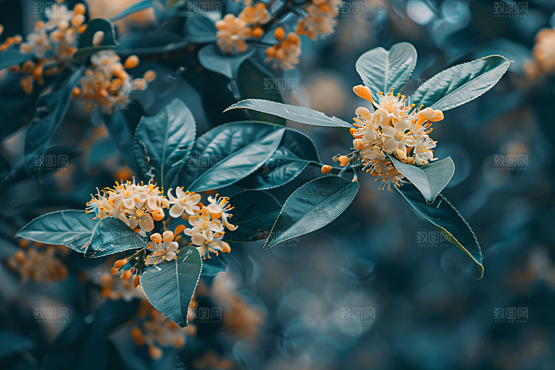 桂花芳香自然摄影图