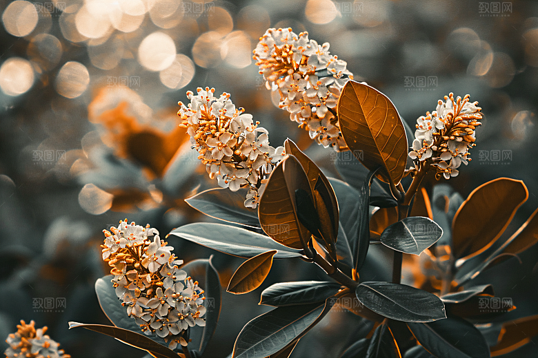 桂花秋季自然摄影图