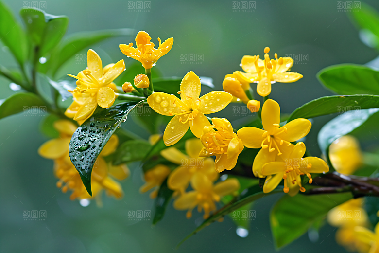 桂花四季桂自然摄影图