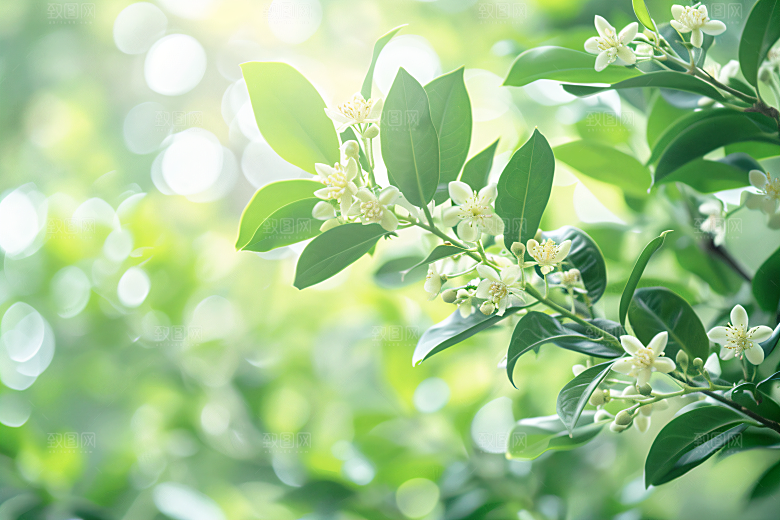 桂花芳香花朵摄影图