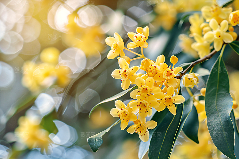 桂花芬芳花朵摄影图