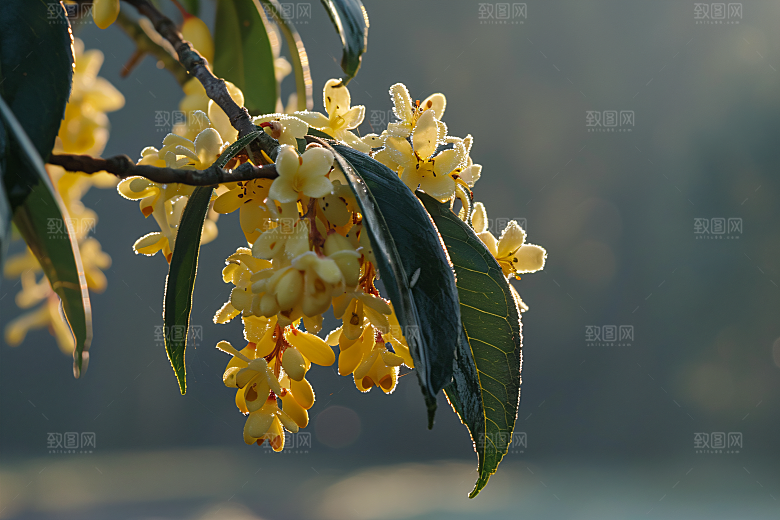 桂花植物高清摄影图