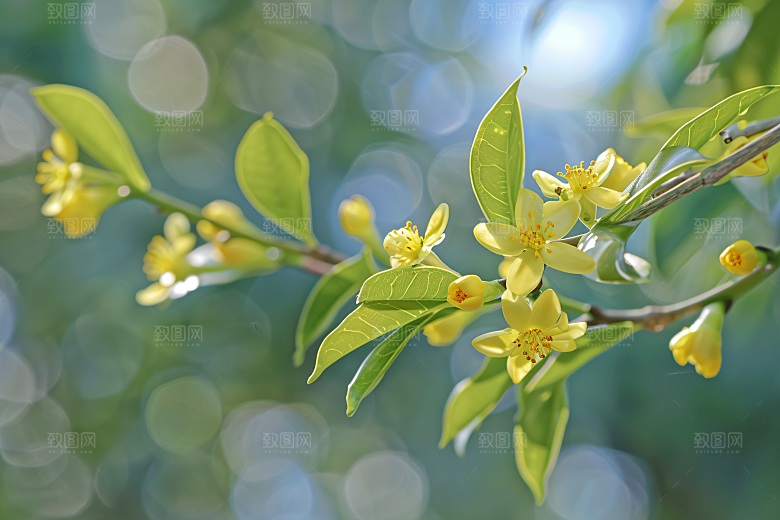 桂花树木花卉摄影图