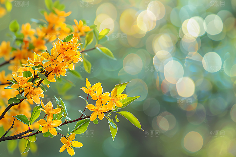 桂花高清植物摄影图