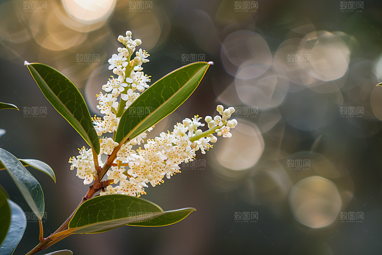 桂花金桂自然摄影图