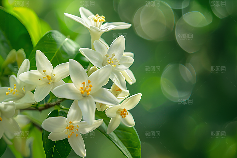 桂花唯美芬芳摄影图